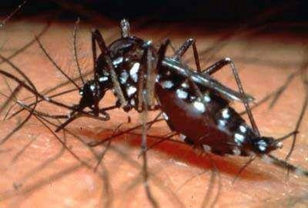 Previenen el dengue luego de las intensas lluvias