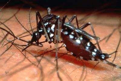 Previenen el dengue luego de las intensas lluvias