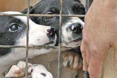Aparecen en Santiago nuevos casos de la banda que se dedica a robar perros de raza