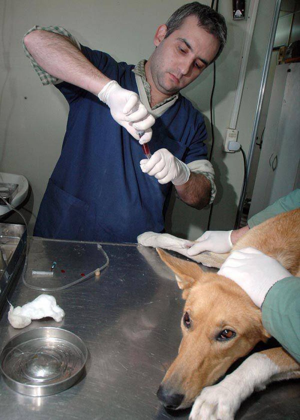 La adopci�n de perros aument� un 88 % en Neuqu�n