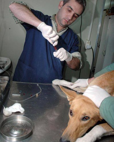 La adopci�n de perros aument� un 88 % en Neuqu�n
