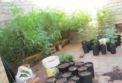 Cultivaba en su casa 100 plantas de marihuana y hasta hac�a planos para armar invernaderos