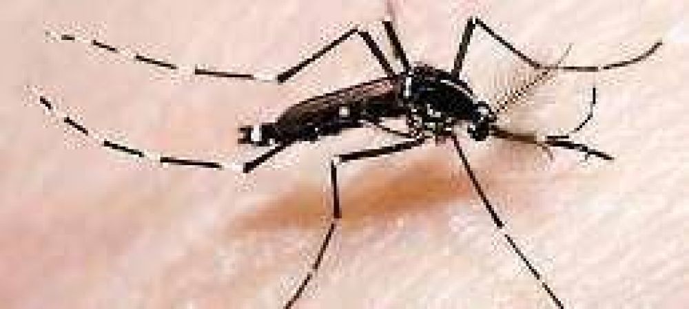 Advierten en Buenos Aires sobre otro mosquito que transmite el dengue