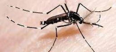 Advierten en Buenos Aires sobre otro mosquito que transmite el dengue