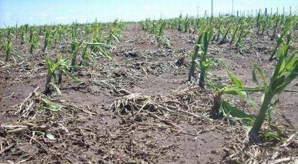 A un mes del tornado, 200 mil hect�reas del sur esperan la declaraci�n de desastre