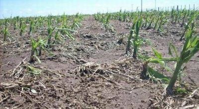 A un mes del tornado, 200 mil hect�reas del sur esperan la declaraci�n de desastre