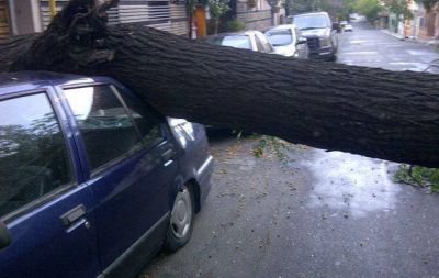 La ca�da de un para�so aplast� un auto en Nueva C�rdoba