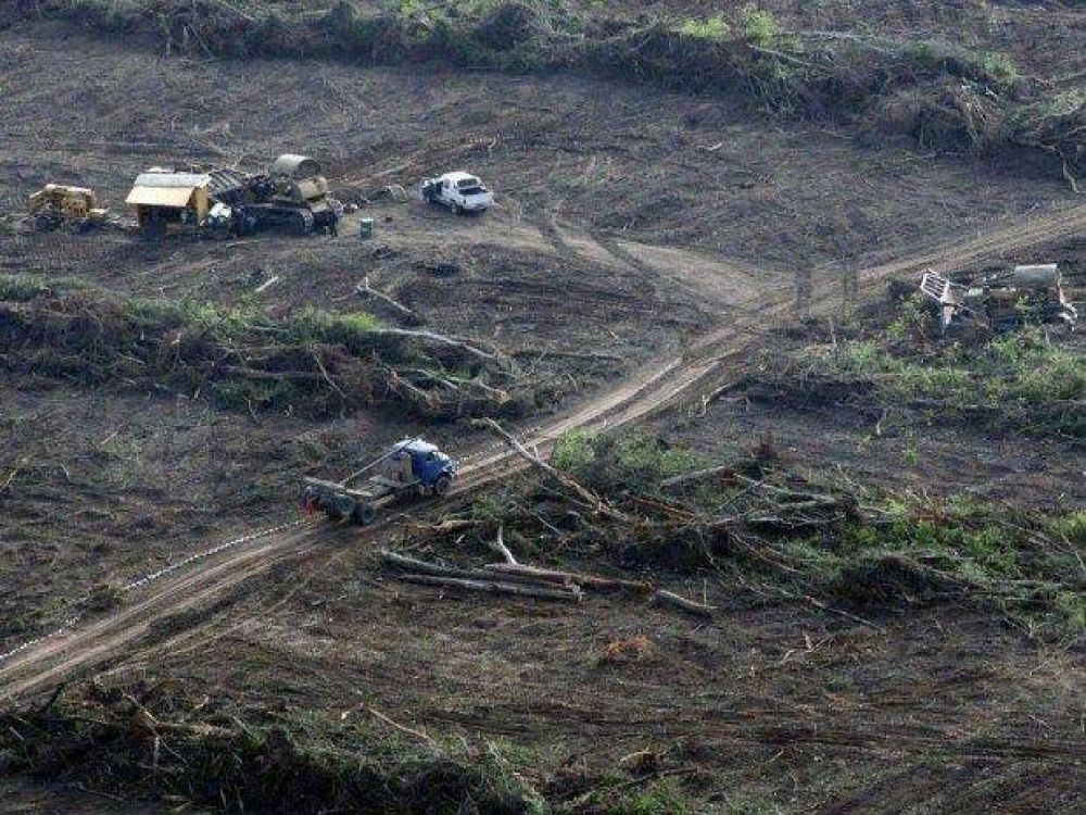 Salta se ubica segunda entre las provincias m�s deforestadas