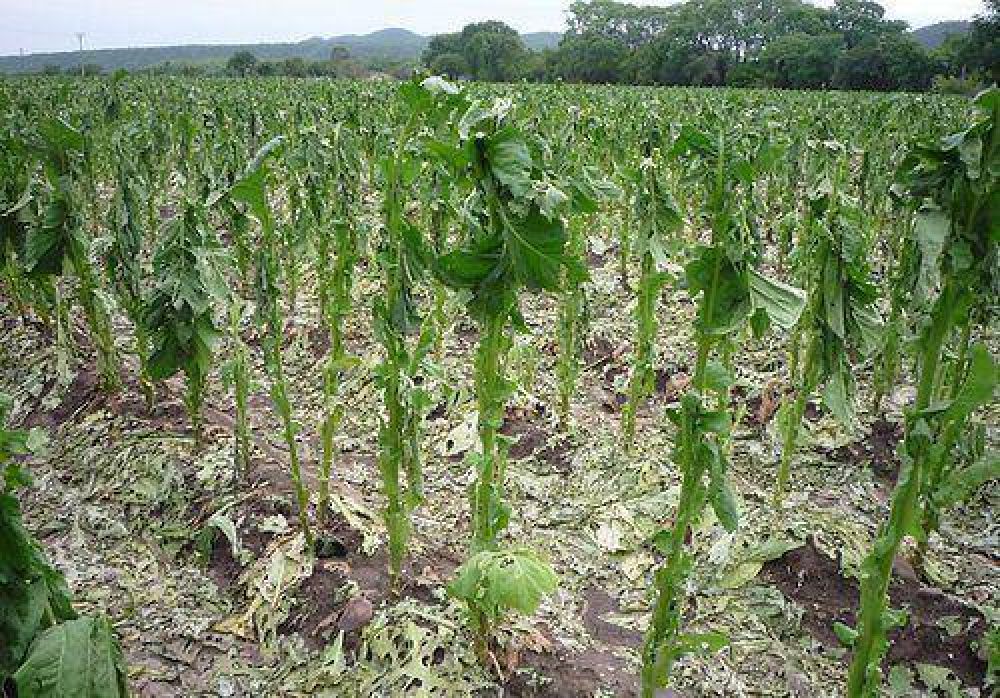Iniciaron acciones de asistencia a productos tabacaleros y horticultores damnificados por fen�menos clim�ticos