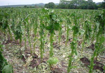 Iniciaron acciones de asistencia a productos tabacaleros y horticultores damnificados por fen�menos clim�ticos