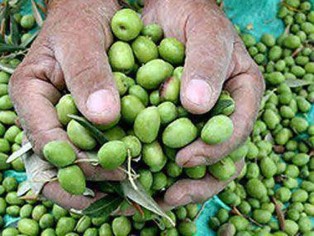 Estiman que habr� una cosecha record de aceitunas