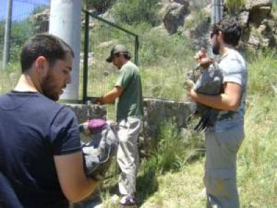 San Luis se sum� a un plan para la protecci�n del �guila coronada