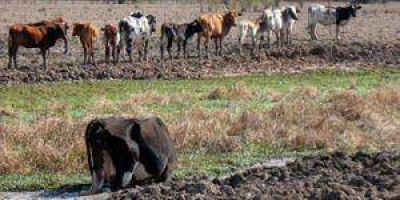 Sequ�a: hay muerte de animales en campos