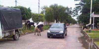 Clorinda: Quejas por animales sueltos en la v�a p�blica