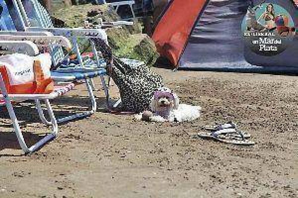 Perros y gatos le dan m�s color a las playas de "La Feliz"
