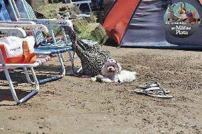 Perros y gatos le dan m�s color a las playas de "La Feliz"