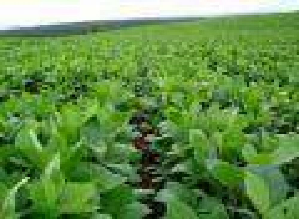 En el distrito: Se sembr� alrededor del 65 % de la superficie agropecuaria