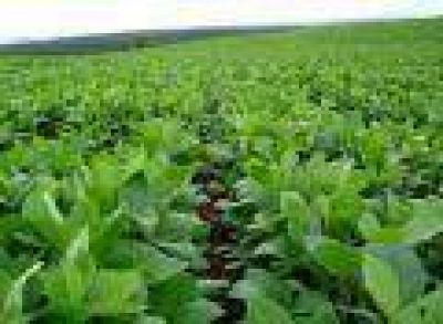 En el distrito: Se sembr� alrededor del 65 % de la superficie agropecuaria