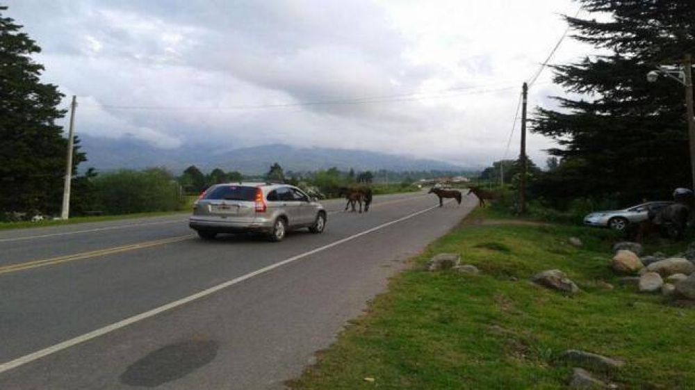 Los animales sueltos invadieron la ruta a 100 metros de la comisar�a de Taf� del Valle