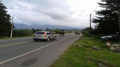 Los animales sueltos invadieron la ruta a 100 metros de la comisar�a de Taf� del Valle