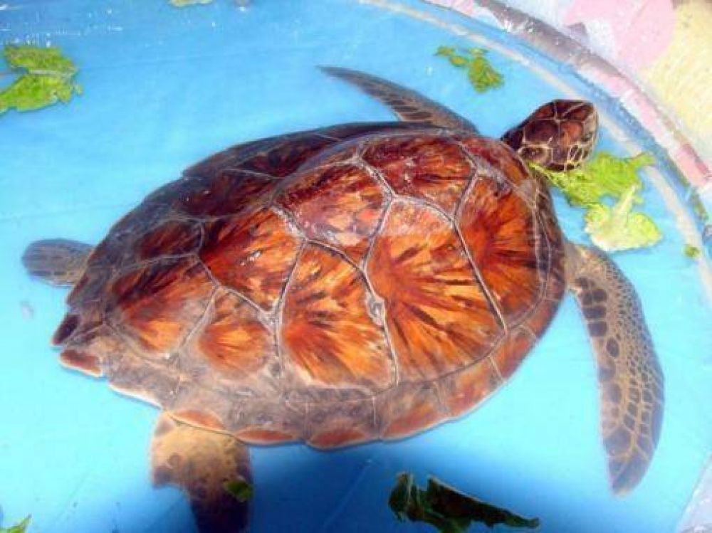 Abandonan una tortuga marina en las puertas del zool�gico