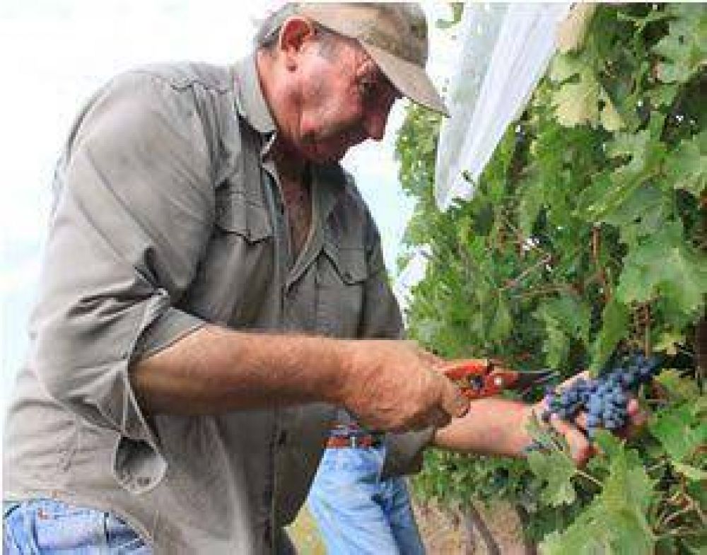 Empleados vitivin�colas pidieron 38% de aumento	