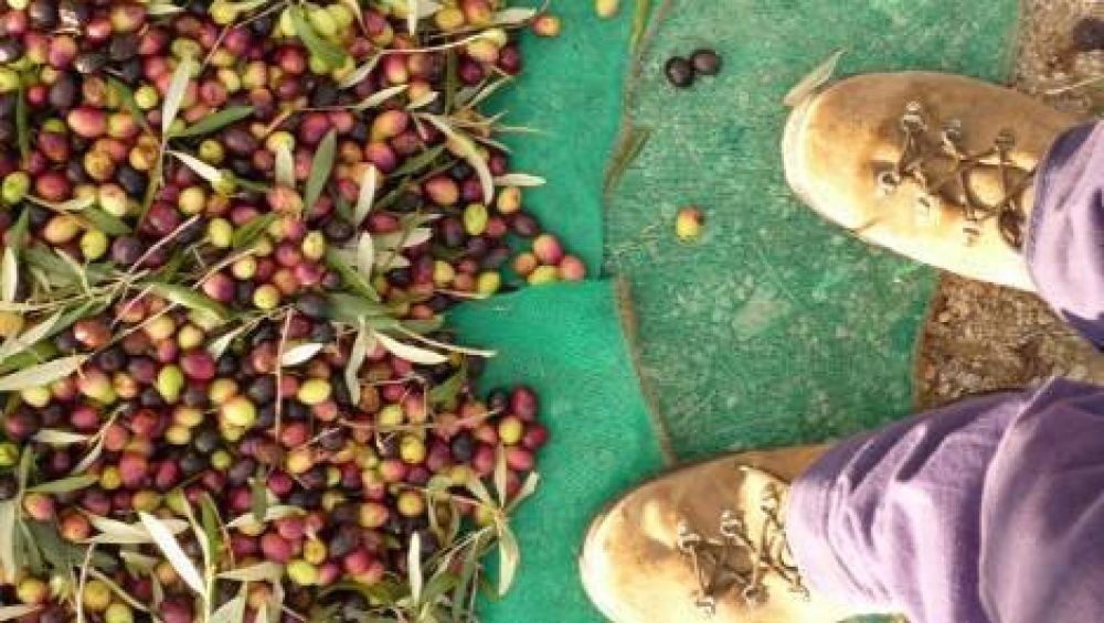 Olivicultura: una buena cosecha con altos costos y precios en baja