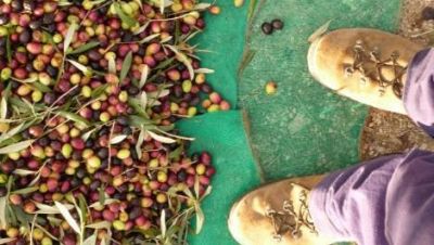Olivicultura: una buena cosecha con altos costos y precios en baja