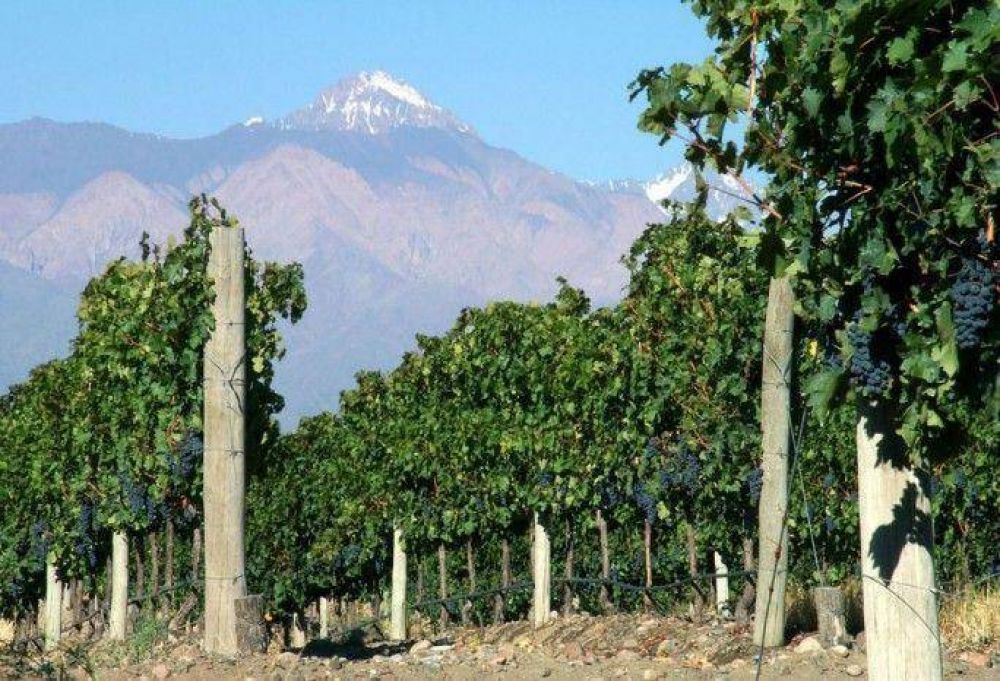 Paritarias: el sector vitivin�cola pidi� un 38% de aumento