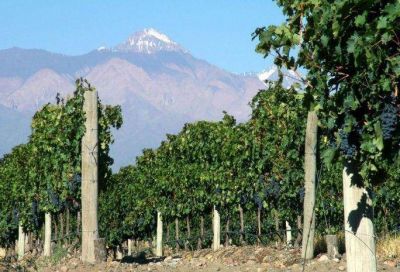Paritarias: el sector vitivin�cola pidi� un 38% de aumento