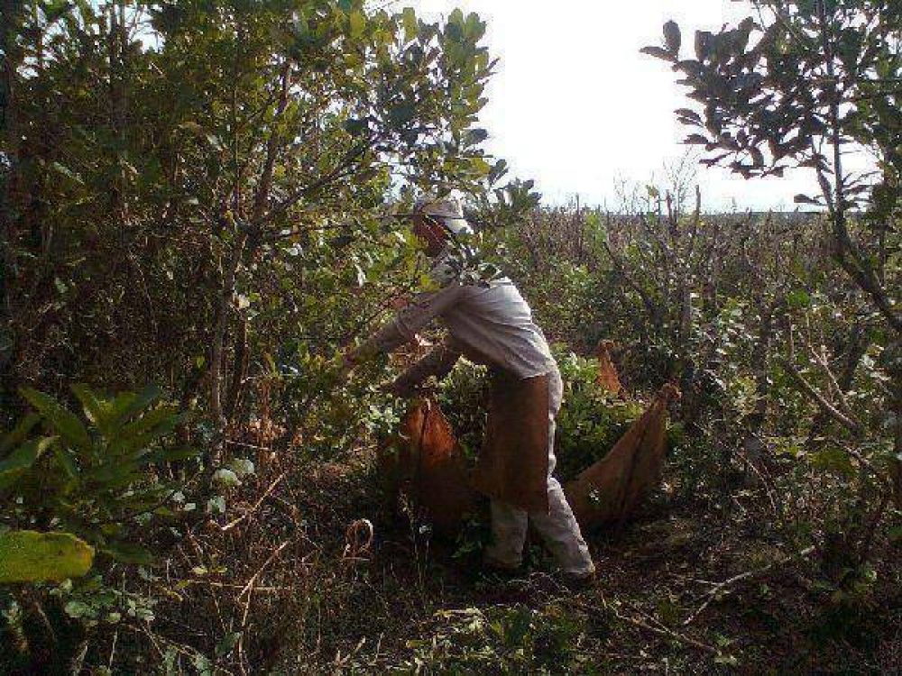 Los productores quieren dos aumentos por a�o y la yerba podr�a irse a 30 pesos