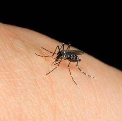 Dengue: el segundo caso es importado
