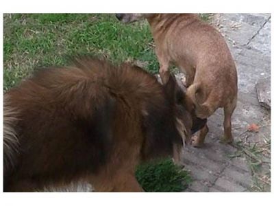 Perros callejeros atacaron a una ni�a en pleno centro de Gualeguaych�