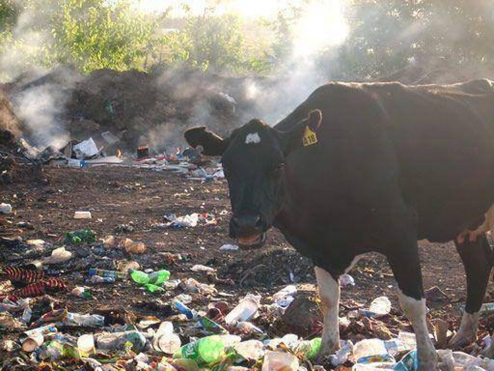 Denuncian que el basural de calle 55 sigue activo