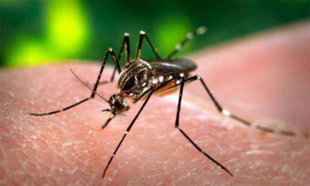 Declaran alerta por dengue en Asunci�n y Ciudad del Este