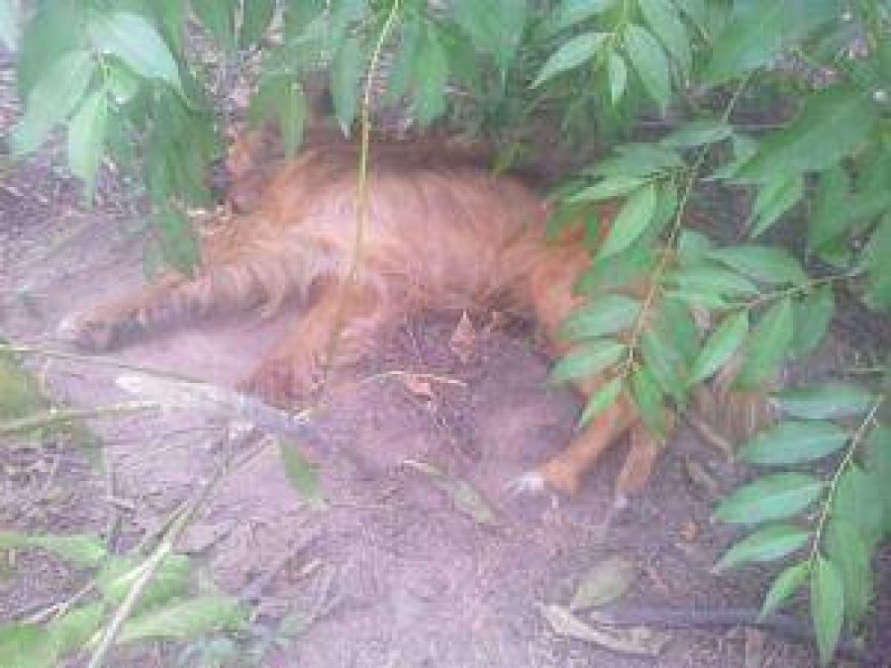 Matanza masiva de animales caninos causa preocupaci�n