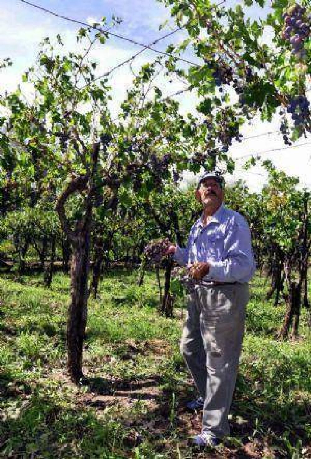 El granizo en el Este bajar� el volumen de la cosecha de uvas