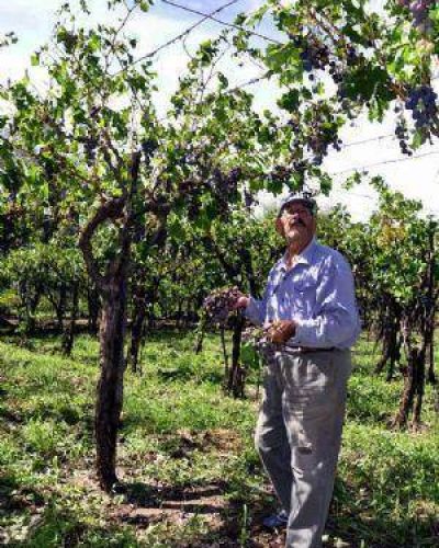 El granizo en el Este bajar� el volumen de la cosecha de uvas