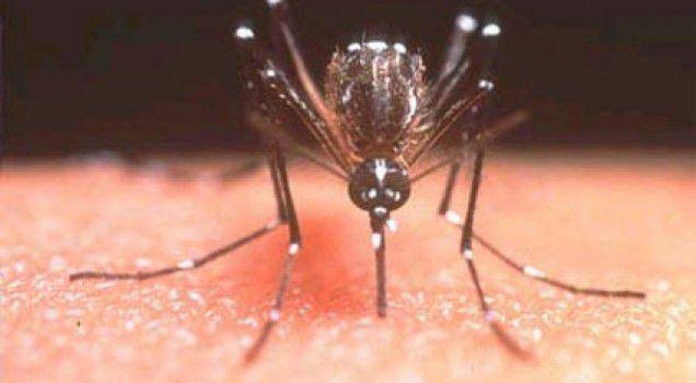 Confirman 10 casos �sospechosos� de dengue