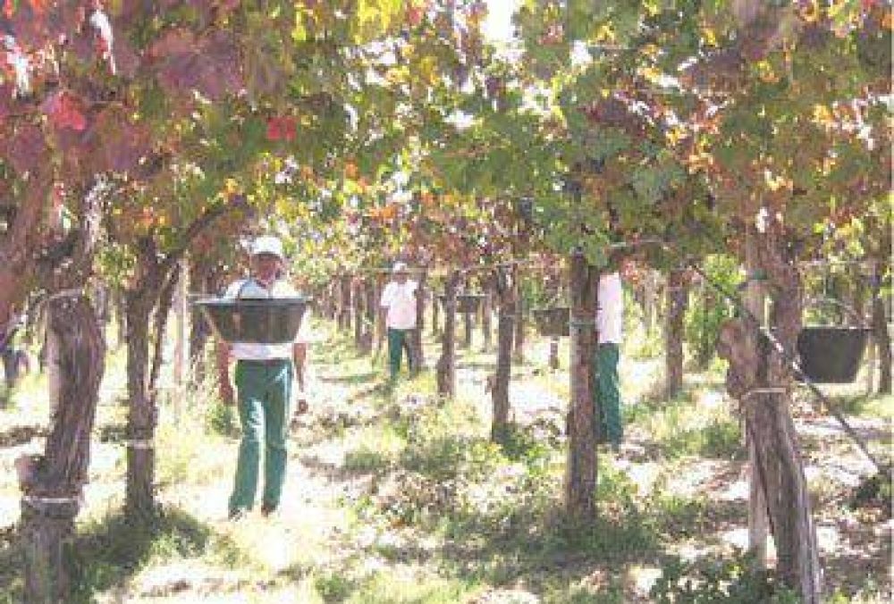 La vendimia se inicia hoy con estimaci�n r�cord