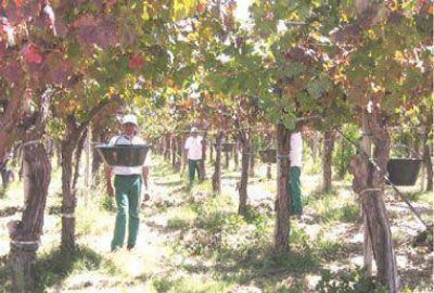 La vendimia se inicia hoy con estimaci�n r�cord