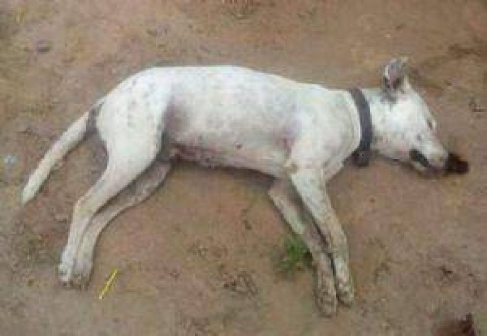 Marcha en repudio de perros muertos