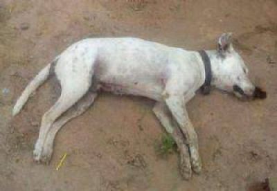Marcha en repudio de perros muertos