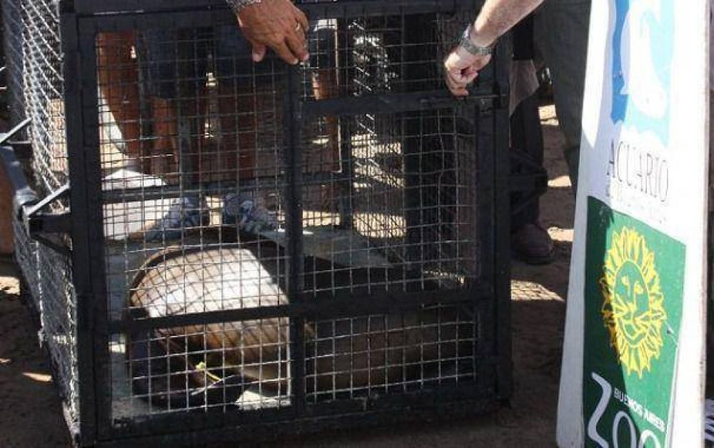 Nueve lobos marinos fueron liberados en el mar