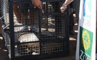 Nueve lobos marinos fueron liberados en el mar