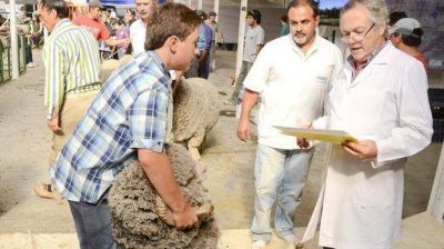 La Rural tiene todo listo para elegir al Gran Campe�n Ovino