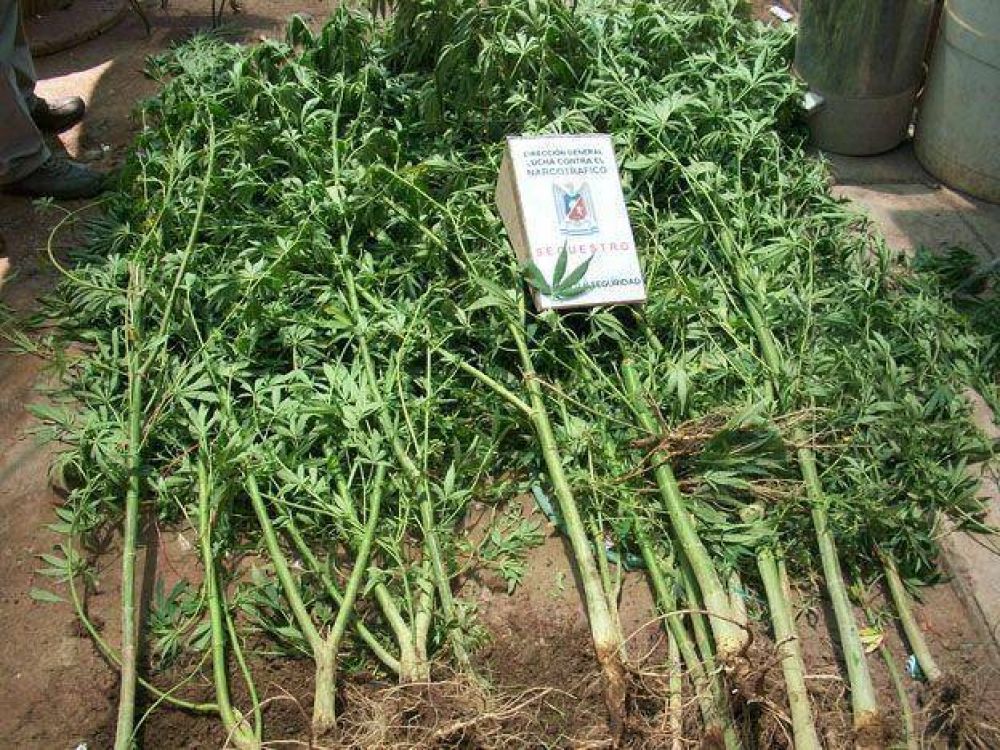 Secuestraron 22 plantas de marihuana en Luj�n