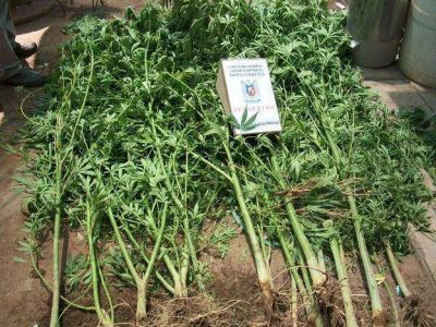 Secuestraron 22 plantas de marihuana en Luj�n
