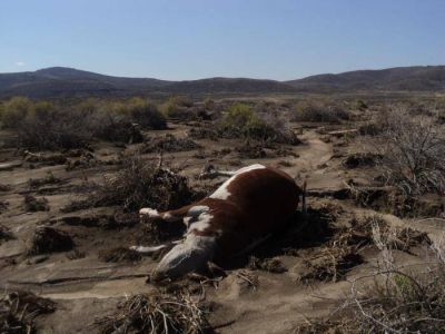 Temporal en la Regi�n Sur dej� importantes da�os