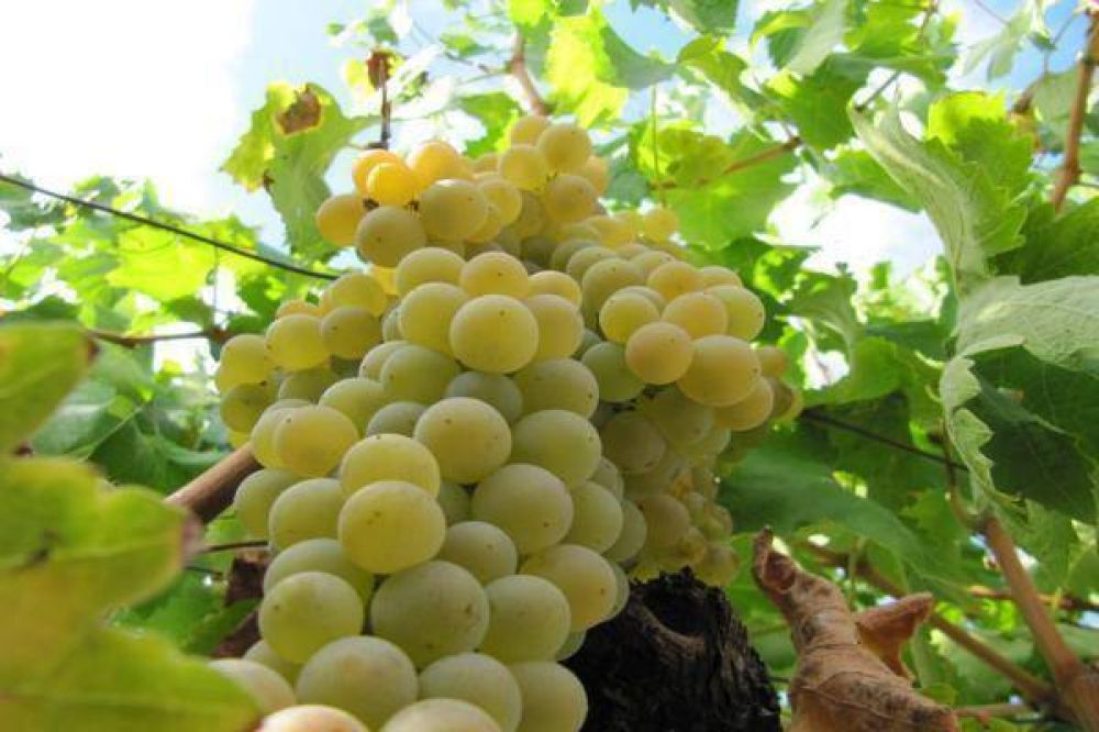 Intervenci�n estatal mejorar� el precio de la uva